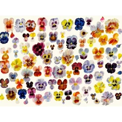 Artisan Field Of Pansies Puzzle 1000pcs