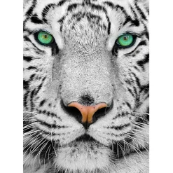 Enjoy White Siberian Tiger Puzzle 1000pcs