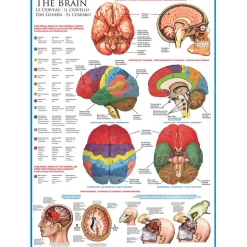 Eurographics The Brain Puzzle 1000pcs