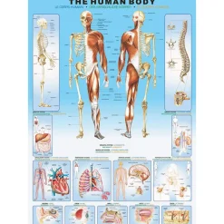 Eurographics The Human Body Puzzle 1000pcs