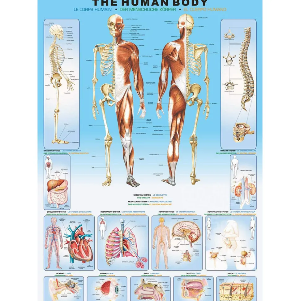 Eurographics The Human Body Puzzle 1000pcs