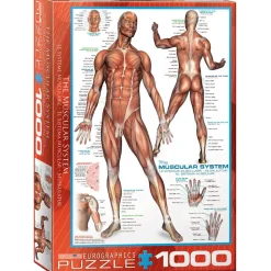 Eurographics The Muscular System Puzzle 1000pcs
