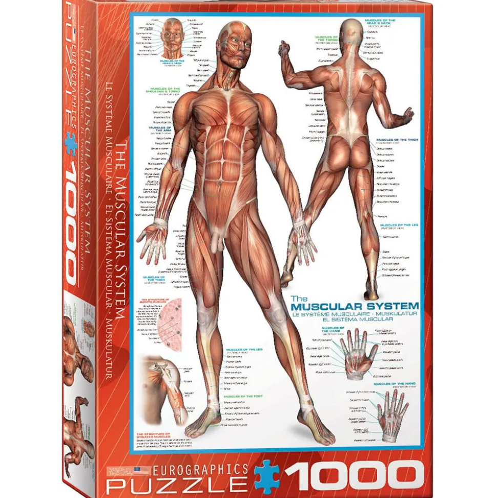 Eurographics The Muscular System Puzzle 1000pcs