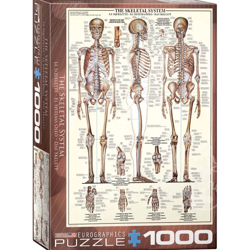 Eurographics The Skeletal System Puzzle 1000pcs