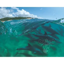 New York Puzzle Co. National Geographic: Bottlenose Dolphins Puzzle 1000pcs**