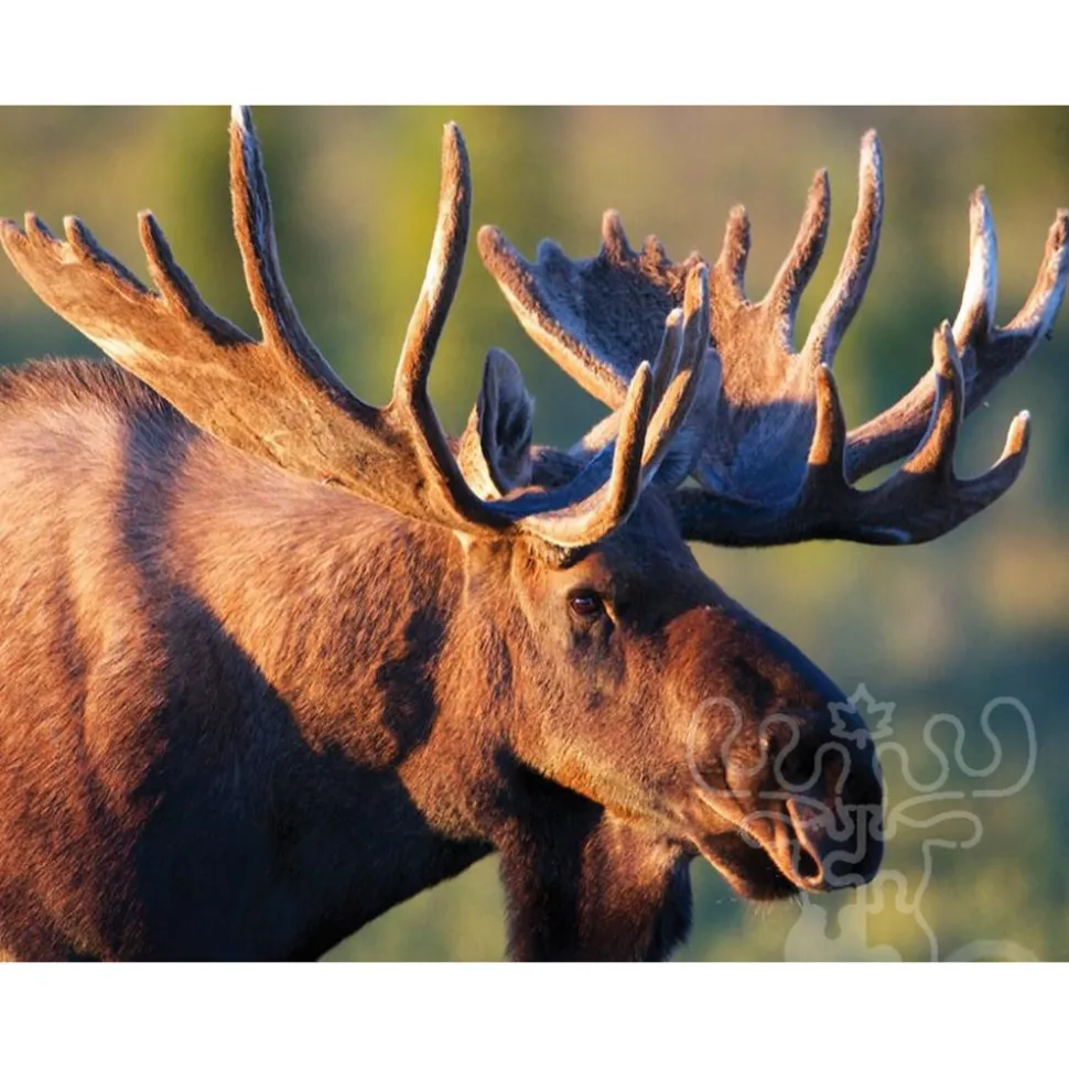 New York Puzzle Co. National Geographic: Bull Moose Mini Puzzle 100pcs RETIRED