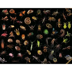 New York Puzzle Co. National Geographic: Photo Ark Insects Puzzle 500pcs