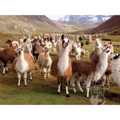 Peter Pauper Press Llamas Puzzle 1000pcs