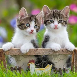 Ravensburger Cuddly Kittens Puzzle 3 x 49pcs